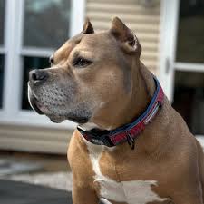 Ultimate Guide to Choosing a Dog Collar