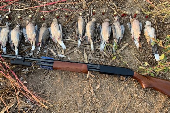 The Ecological Impact of Dove Hunting on Local Ecosystems